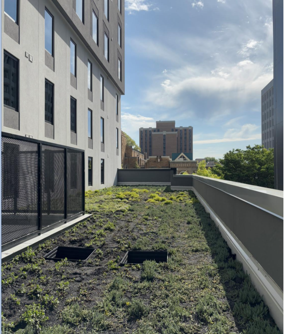 Green roof plants on Level 3. 
